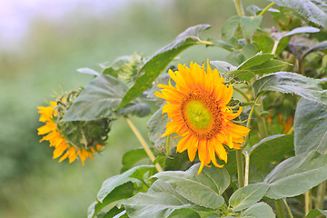 Image showing beautiful sunflower in field