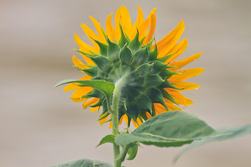 Image showing  back of sunflowers 