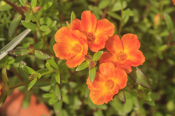 Image showing Portulaca flowers