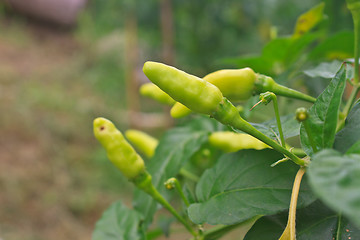 Image showing Fresh chillies growing in the vegetable garden
