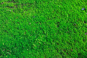 Image showing  green moss for background texture