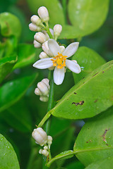 Image showing Flowering lemon tree with green leaf