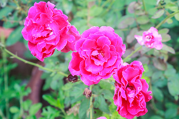 Image showing flowering red roses in the garden