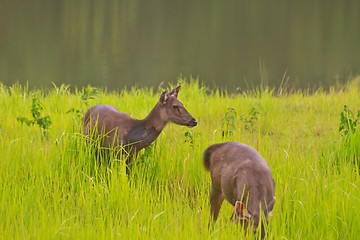 Image showing beautiful female samba deer standing in Thai forest