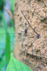 Image showing Harvestman spider or daddy longlegs close up on tree