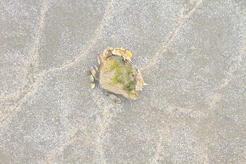 Image showing crab on a background of sand 