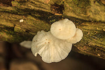 Image showing close up mushroom in deep forest