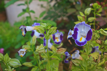 Image showing  Bluewings in the garden or nature park 