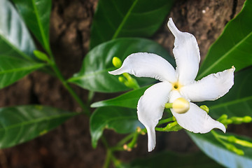 Image showing White Sampaguita Jasmine or Arabian Jasmine