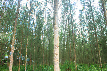 Image showing Pine forest in plantation