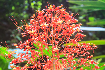 Image showing  Clerodendrum Paniculatum or Pagoda Flower 