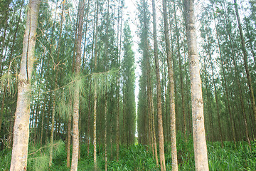 Image showing Pine forest in plantation