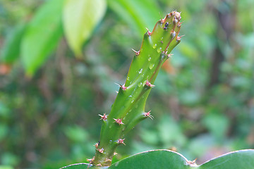 Image showing leaves of dragon fruit tree with drop water