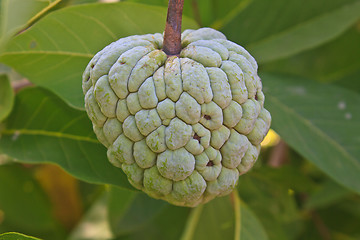 Image showing  Sugar apples  growing on a tree in garden