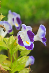 Image showing  Bluewings in the garden or nature park 