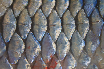 Image showing Scales of fresh water fish