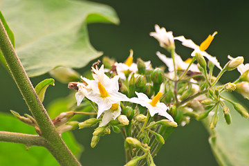 Image showing Pea Eggplant flower on tree