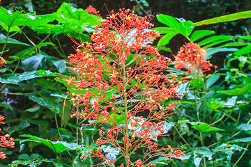 Image showing  Clerodendrum Paniculatum or Pagoda Flower 