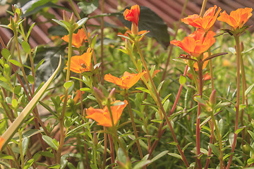 Image showing Portulaca flowers