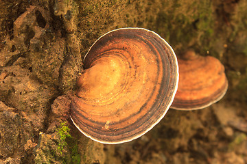 Image showing close up mushroom in deep forest