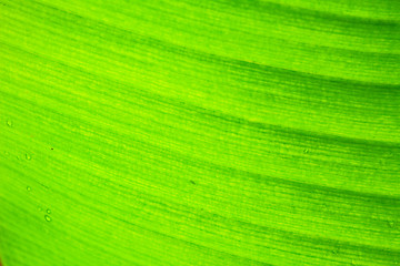 Image showing abstract background  of banana leaf texture blur