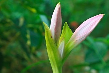 Image showing Bud of Hippeastrum flower 