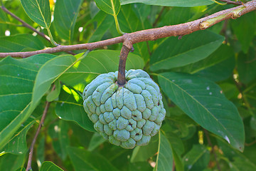 Image showing  Sugar apples  growing on a tree in garden