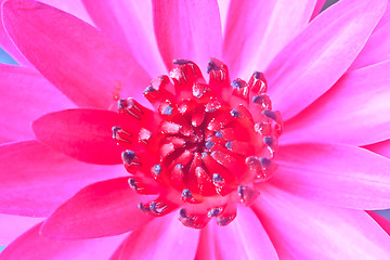 Image showing The beautiful Blooming lotus flower