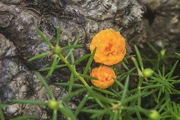 Image showing Yellow Portulaca flowers at the garden 