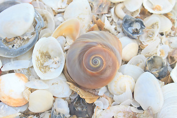 Image showing variety of sea shells