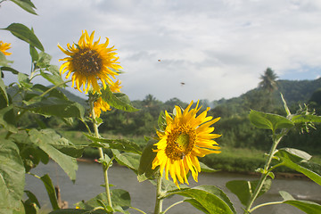 Image showing beautiful sunflower in field and blue sky