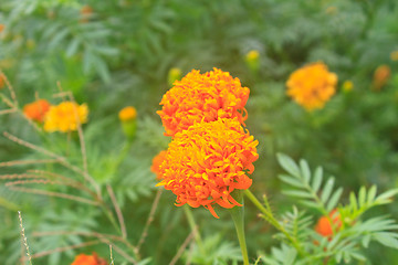 Image showing Marigold  flowers field