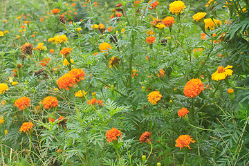 Image showing Marigold  flowers field