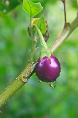 Image showing fresh eggplant with drop water