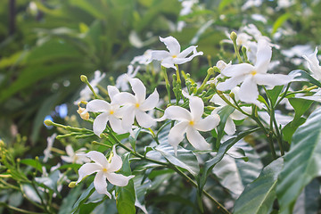 Image showing White Sampaguita Jasmine or Arabian Jasmine