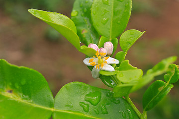 Image showing Flower of bergamot fruits on tree