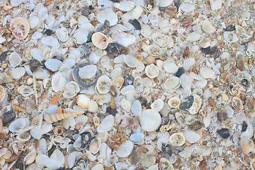 Image showing variety of sea shells