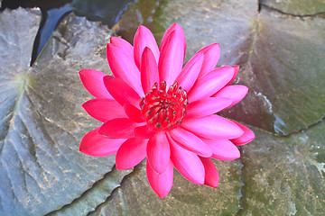 Image showing The beautiful Blooming lotus flower