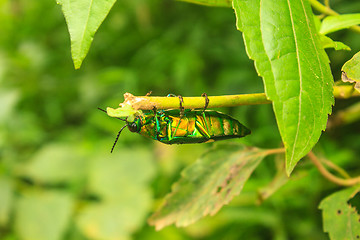 Image showing beetle in Genus steriocera