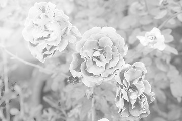 Image showing flowering roses 