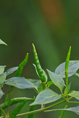 Image showing Fresh chillies growing in the vegetable garden