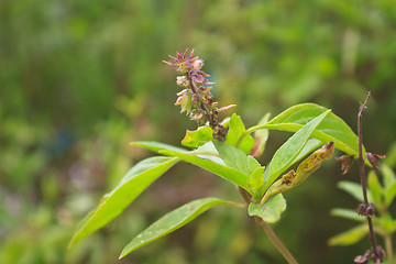 Image showing Fresh basil and blossom 