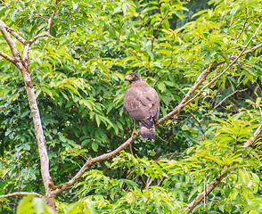 Image showing Crested Serpent Eagle resting on a perch