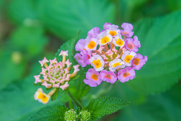 Image showing  Cloth of gold or Lantana camara flower in garden