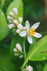 Image showing Flowering lemon tree with green leaf