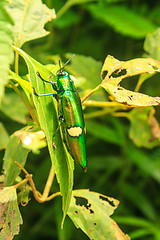 Image showing beetle in Genus steriocera