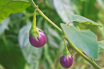 Image showing fresh vegetable eggplant on tree 