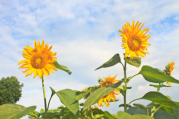 Image showing beautiful sunflower in field and blue sky