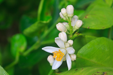 Image showing Flowering lemon tree with green leaf