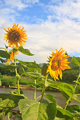 Image showing beautiful sunflower in field and blue sky